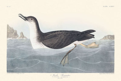 Manks Shearwater by John James Audubon, 1827