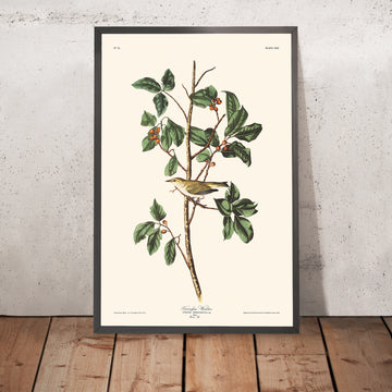 Un’immagine incorniciata del Parula di Tennessee di John James Audubon, 1827