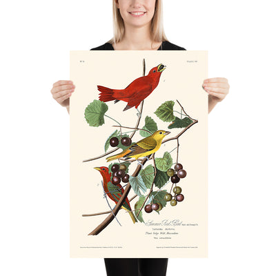Oiseau Rouge d'Été par John James Audubon, 1827 