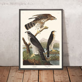 Gheppio e Falco di Stanley di John James Audubon, 1827 