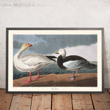 Schneegans von John James Audubon, 1827 