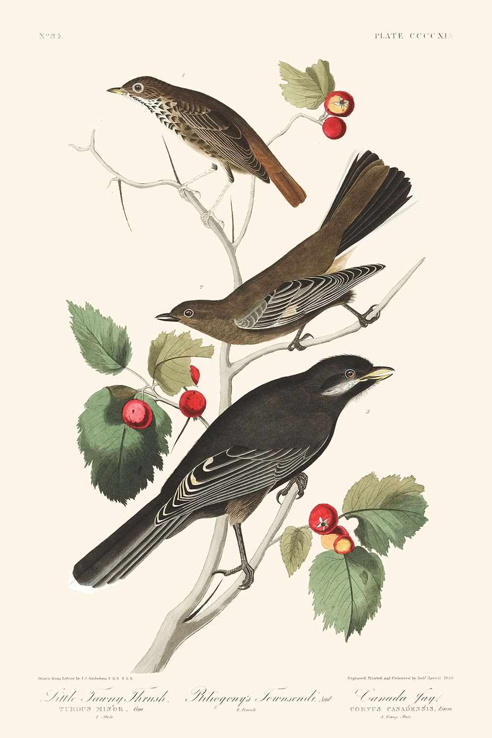 Little Tawny Thrush Ptiliogony's Townsendi Canada Jay by John James Audubon 1827