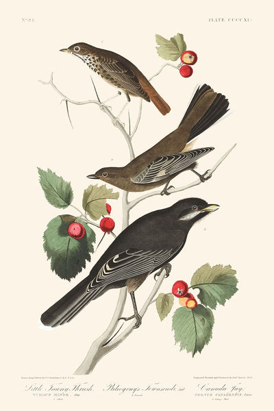 Little Tawny Thrush Ptiliogony's Townsendi Canada Jay by John James Audubon 1827