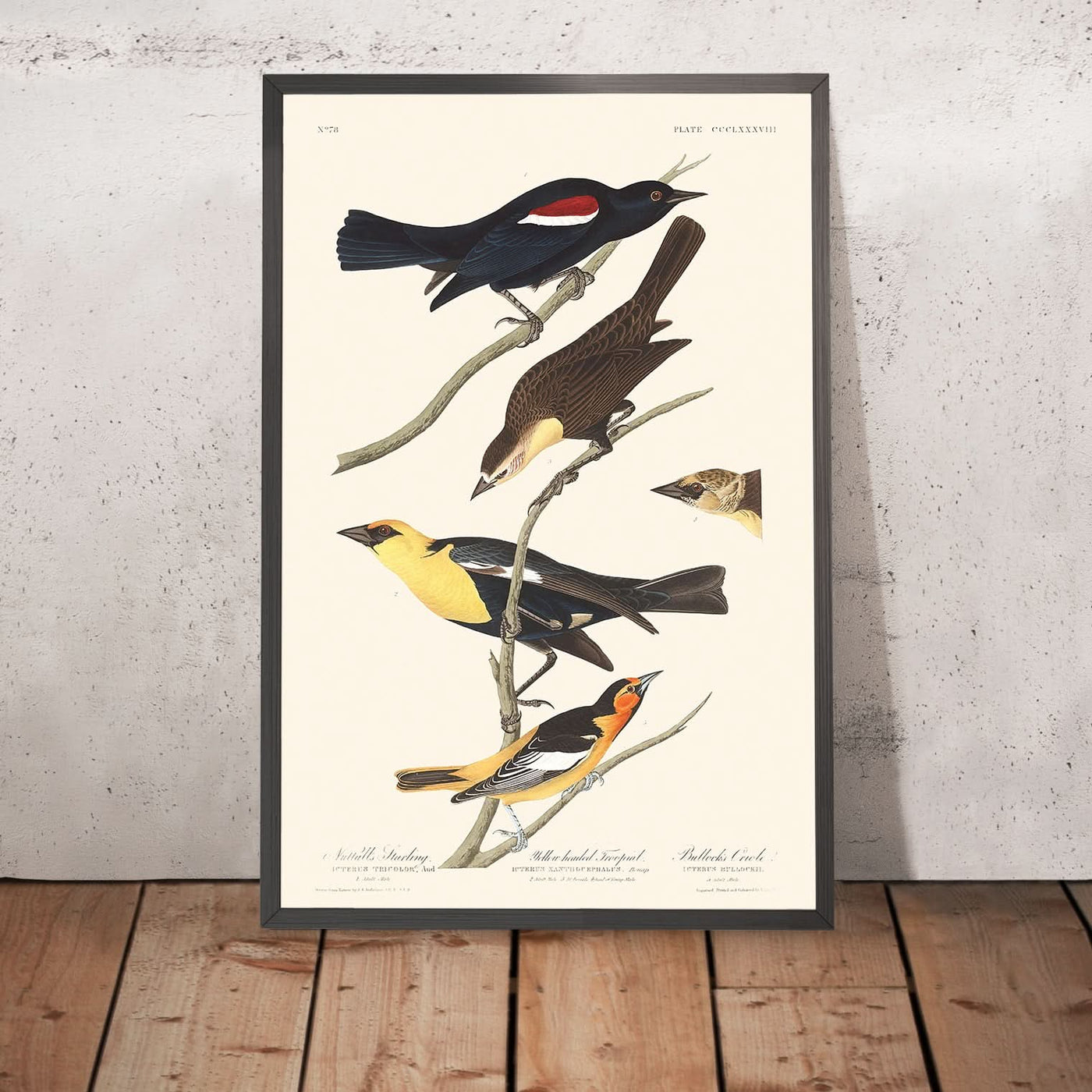 Nuttall's Starling, Yellow-headed Troopial, Bullock's Oriole by John James Audubon, 1827