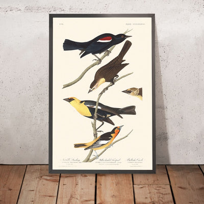 Nuttall's Starling, Yellow-headed Troopial, Bullock's Oriole by John James Audubon, 1827