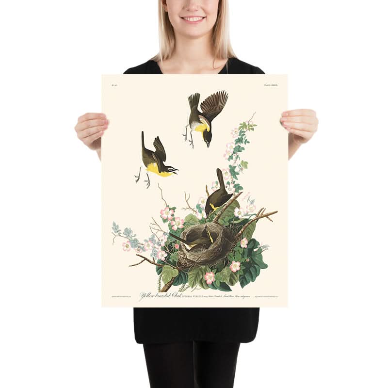 Chara pechiamarilla de John James Audubon, 1827