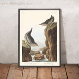 Ouzel d'acqua colombiano, o ouzel d'acqua artico di John James Audubon, 1827 