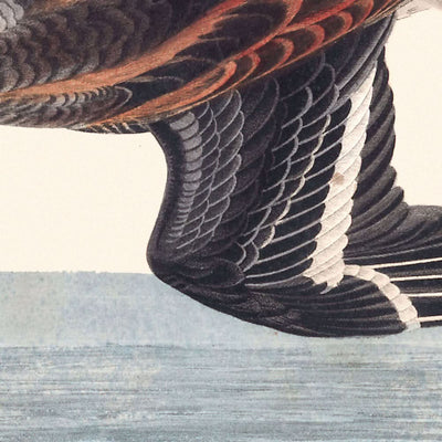 Hyperborean Phalarope by John James Audubon, 1827