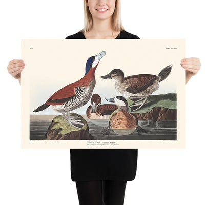 Ruddy Duck von John James Audubon 1827 