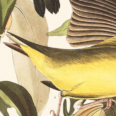 Gorrión de Connecticut por John James Audubon, 1827 