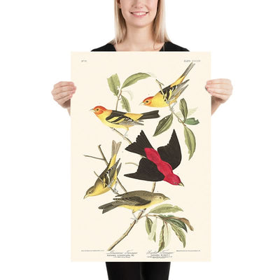 Tangara de Louisiane et Tangara écarlate par John James Audubon, 1827
