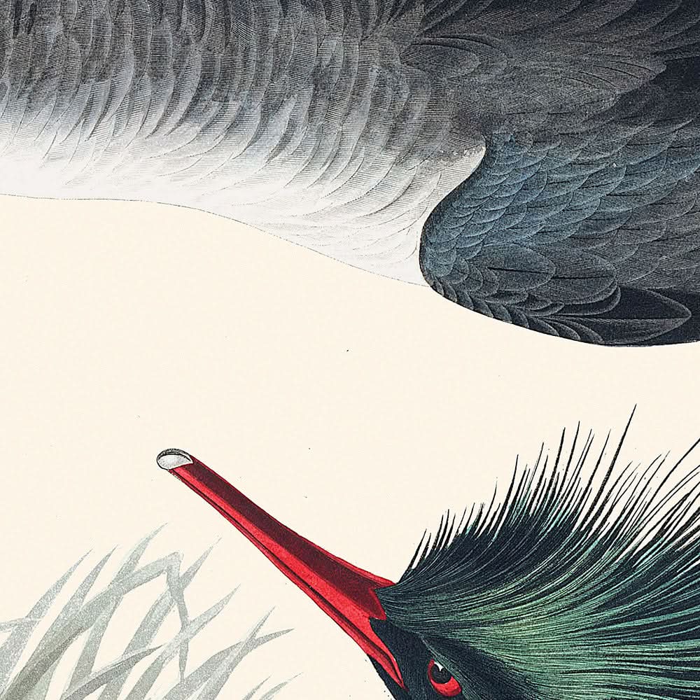 Red-breasted Merganser by John James Audubon, 1827