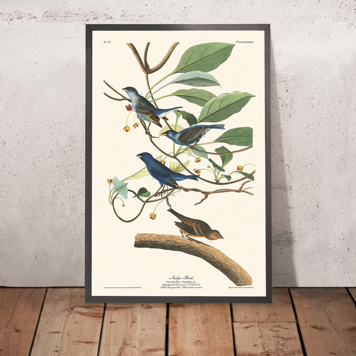 Indigo Bird by John James Audubon, 1827