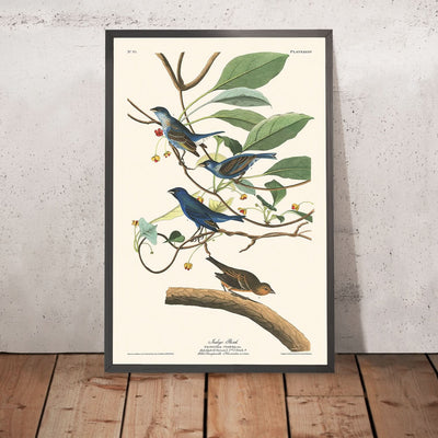 Indigo Bird by John James Audubon, 1827