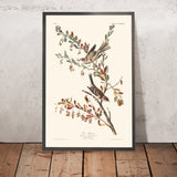Baumspatz von John James Audubon, 1827 