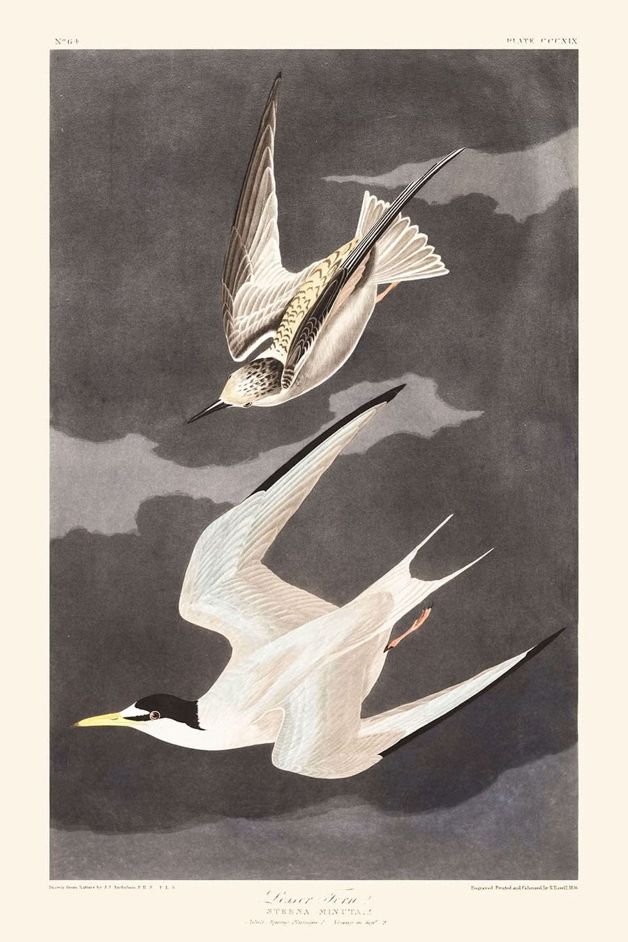 Sterna minore di John James Audubon, 1827 
