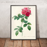 Rosa multiflora platyphylla by Pierre Joseph Redouté, 1817