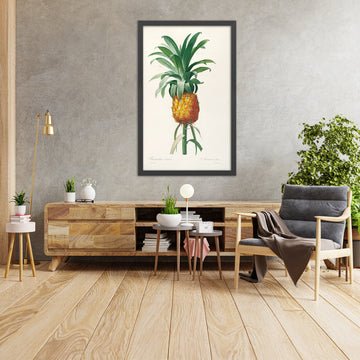 A framed image of Pineapple (Ananas sativ, Plate 35) by Pierre Joseph Redouté, 1805