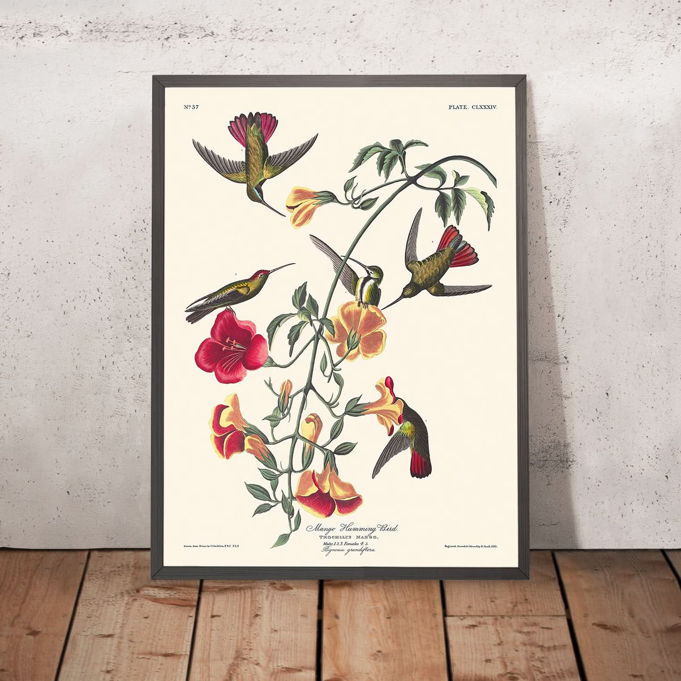 Mango-Hummingbird von John James Audubon, 1827 