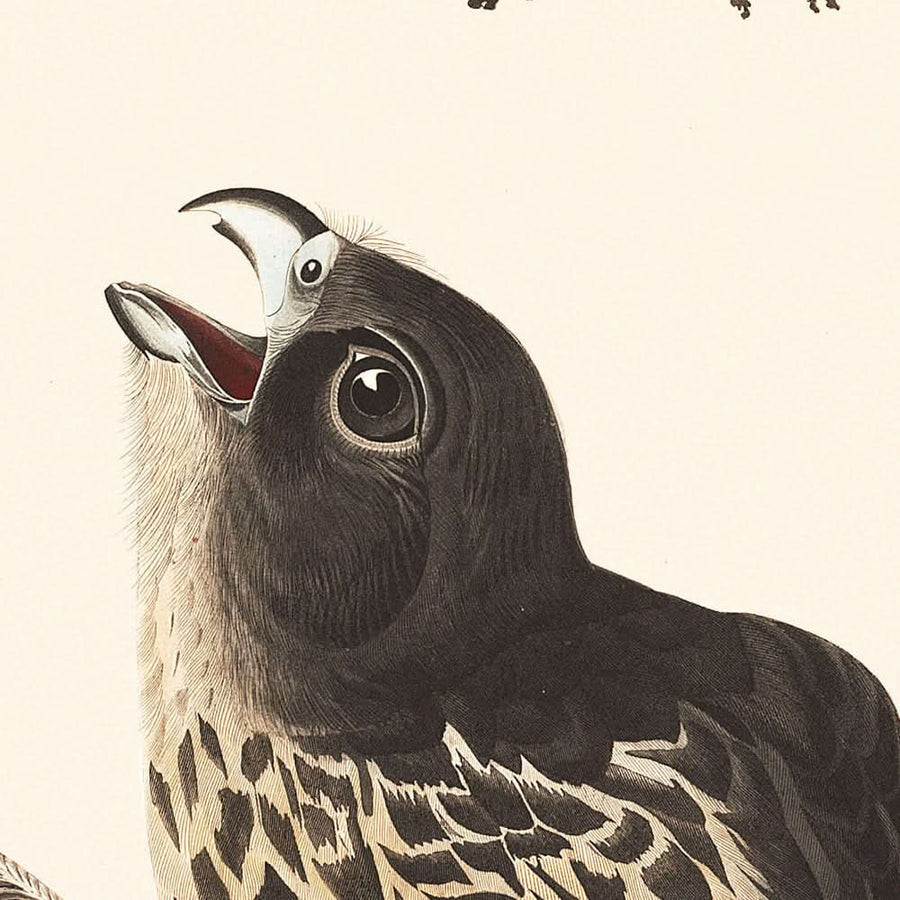 Falco Labrador di John James Audubon, 1827 