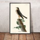 El Petit Caporal (Merlin) de John James Audubon, 1827 