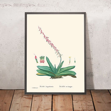 Lingua di vacca di Pierre-Joseph Redouté, 1802 