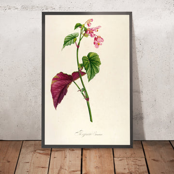 A framed image of Begonia Erraniana (Plate 63) by Pierre Joseph Redouté, 1813
