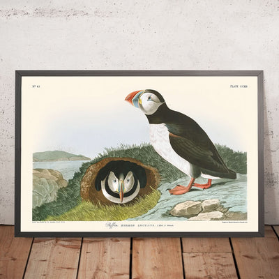 Papageitaucher von John James Audubon, 1827 