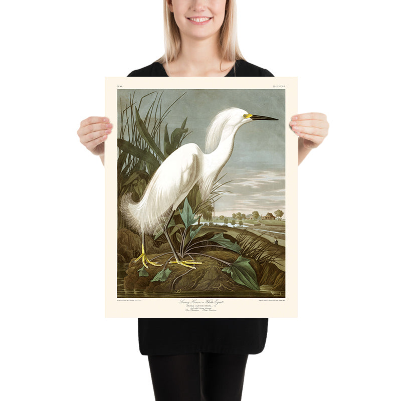 Garza Nival, o Garza Blanca por John James Audubon, 1827 