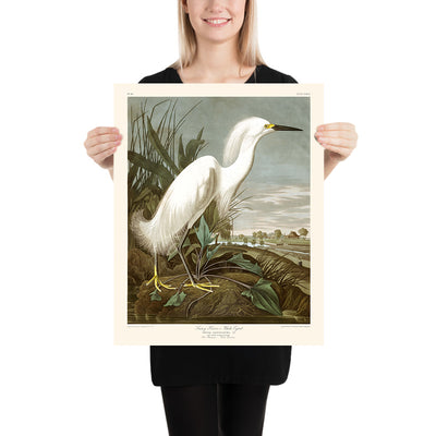 Garza Nival, o Garza Blanca por John James Audubon, 1827 