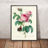 Cabbage Rose (Rosa centifolia, Plate 88) by Pierre Joseph Redouté, 1827