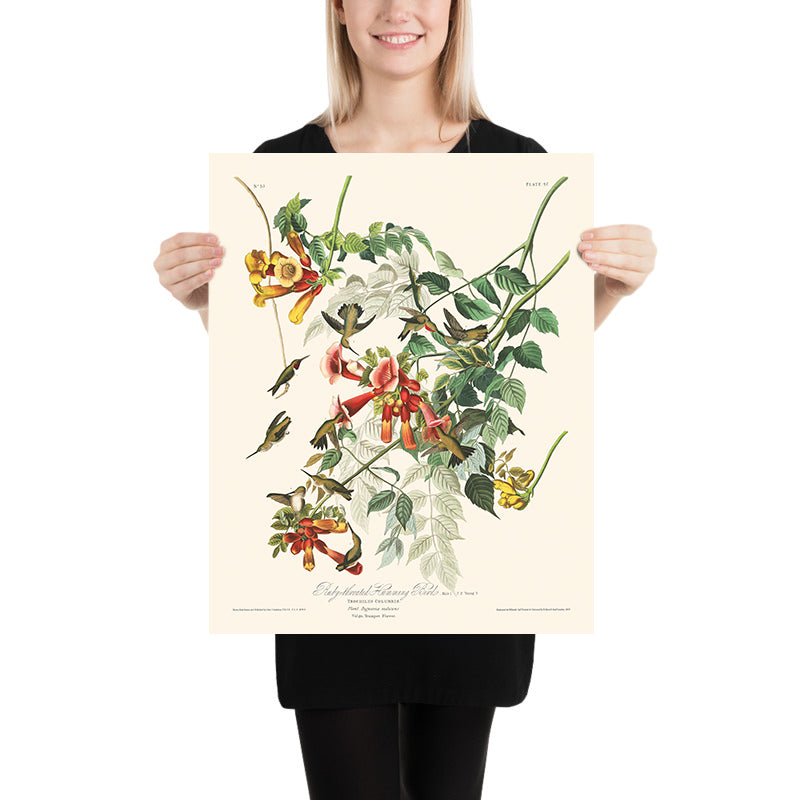 Colibrí de garganta rubí por John James Audubon, 1827 