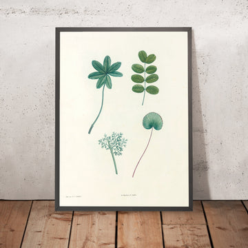 A framed image of Oxalis (Plate 53) by Pierre Joseph Redouté, 1805