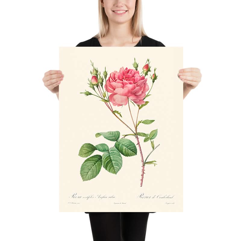 Rosa Centifolia Anglica Rubra by Pierre-Joseph Redouté 1817