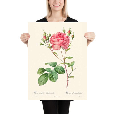 Rosa Centifolia Anglica Rubra by Pierre-Joseph Redouté 1817