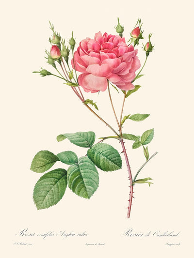Rosa Centifolia Anglica Rubra by Pierre-Joseph Redouté 1817