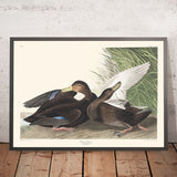 Anatra Ombrosa di John James Audubon, 1827 