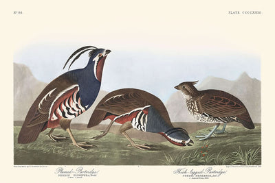 Perdrix à plumes et perdrix à pattes épaisses par John James Audubon, 1827
