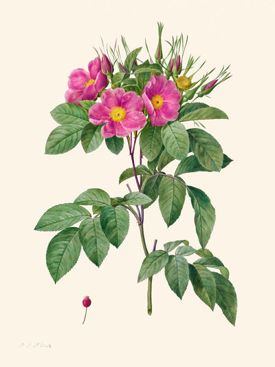 Rose des pâturages par Pierre-Joseph Redouté, 1817