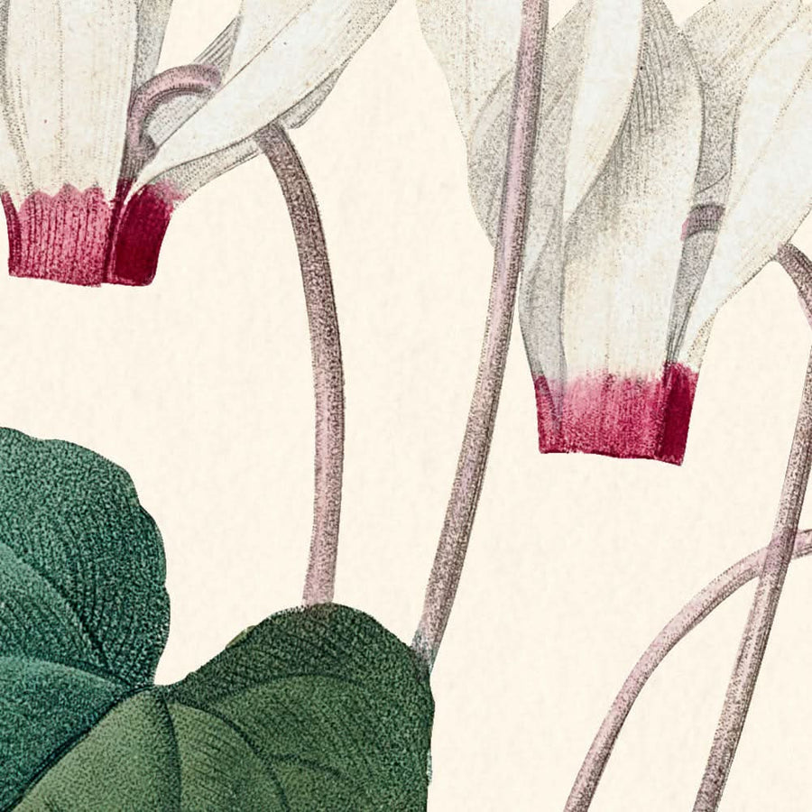 Ciclamino di Pierre-Joseph Redouté, 1802 