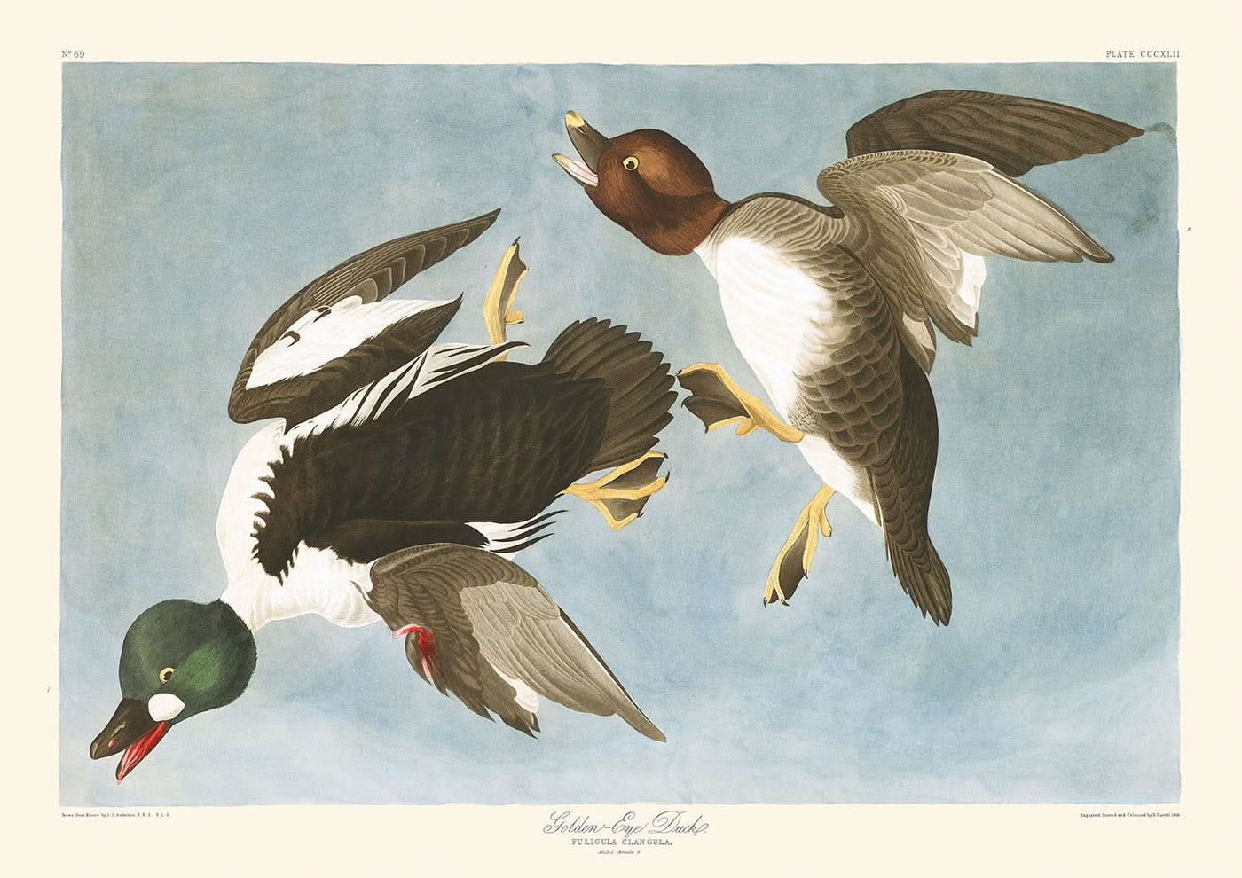 Goldaugenente (Tafel 342) von John James Audubon, 1827 