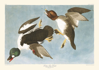 Goldaugenente (Tafel 342) von John James Audubon, 1827 
