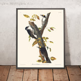 Three-toed Woodpecker by John James Audubon, 1827