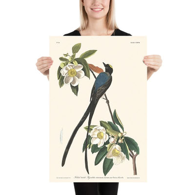 Gabelschwanz-Fliegenschnäpper von John James Audubon, 1827 