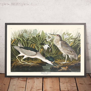 Nachtreiher oder Qua-Vogel von John James Audubon, 1827 
