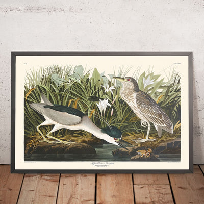 Night Heron, or Qua Bird by John James Audubon, 1827