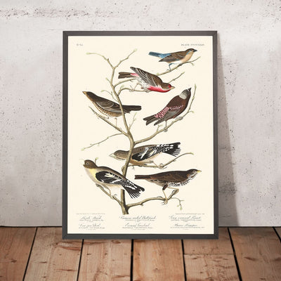 Lazuli-Fink, Rothals-Bullfinch, Graukopf-Zilpzalp, Kuhstallvogel, Abendgrosbeak, Brauner Langspur von John James Audubon, 1827 