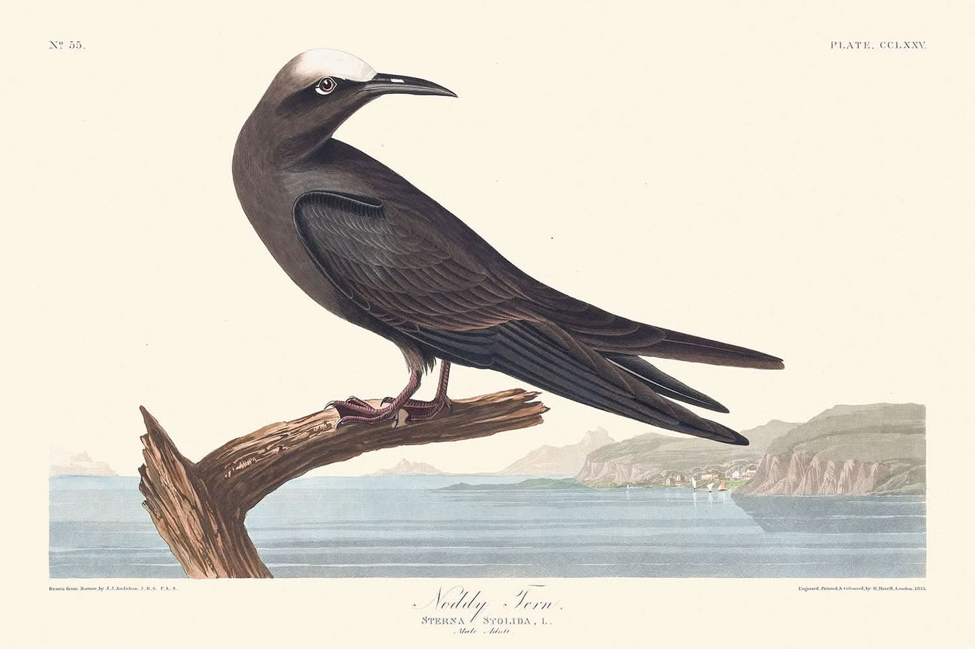 Noddy Tern by John James Audubon, 1827