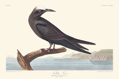 Noddy Tern by John James Audubon, 1827
