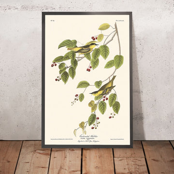 Kohlensäure Warbler von John James Audubon, 1827 